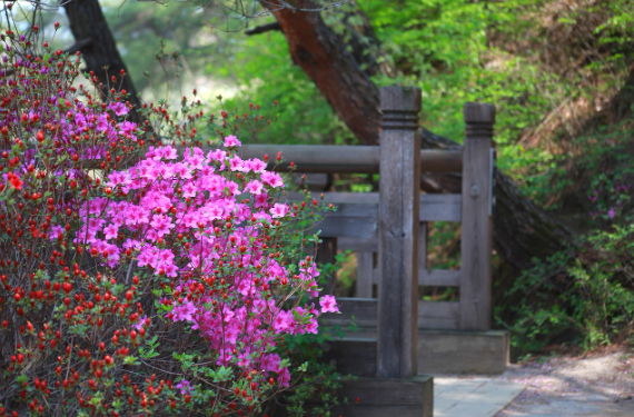 전국 철쭉 축제 일정