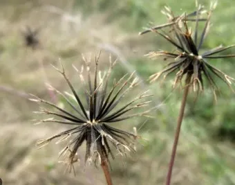 도깨비바늘 귀침초 자연이 준 해독의 명약 건강 효과_2