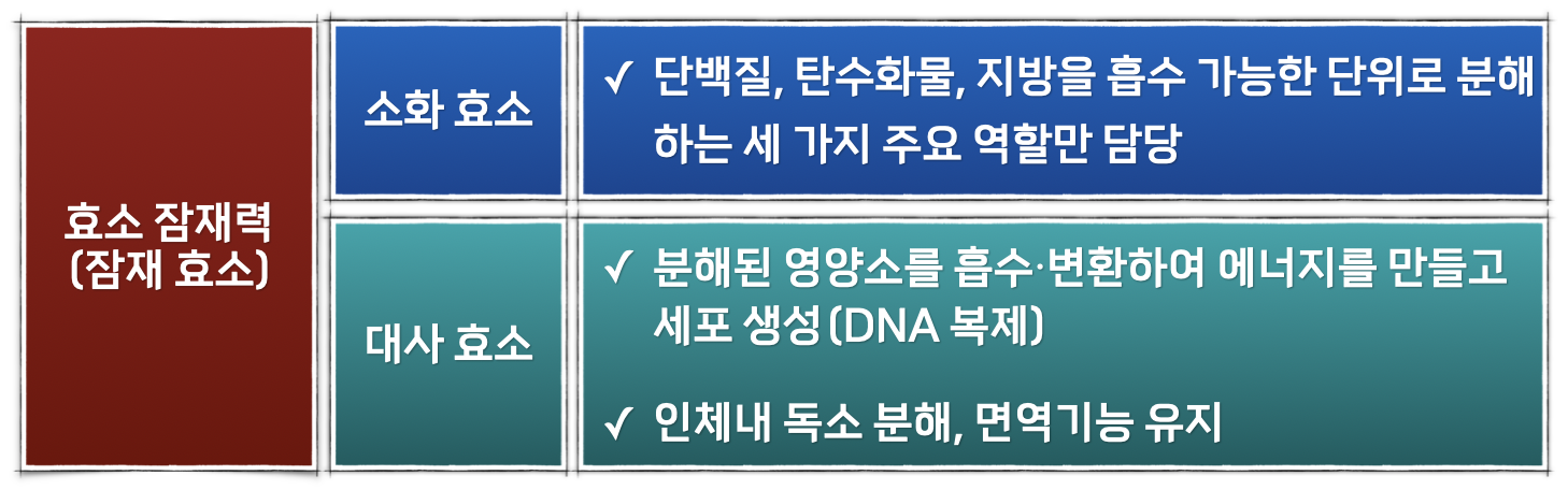 소화 효소와 대사 효소를 표로 그린 그림입니다.