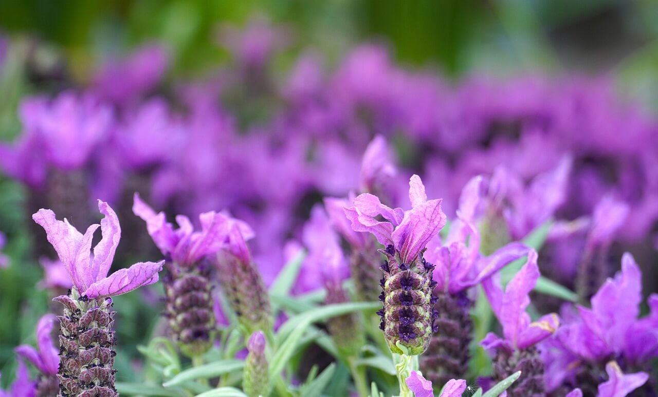 플라워 힐링 관련 사진