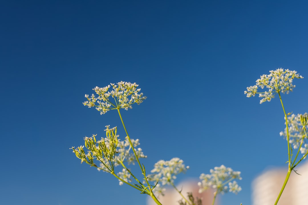 Angelica