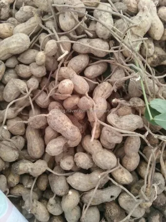 땅콩 심는 시기 수확시기 모종 파종_7