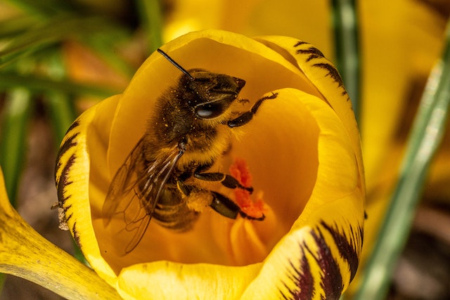 Honey
