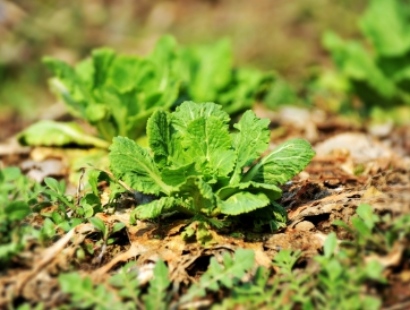 양평 용문산 산나물 축제