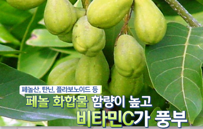 보스웰리아 플렉서