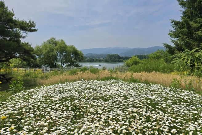 세미원 연꽃축제와 양평 가볼만한 곳 추천