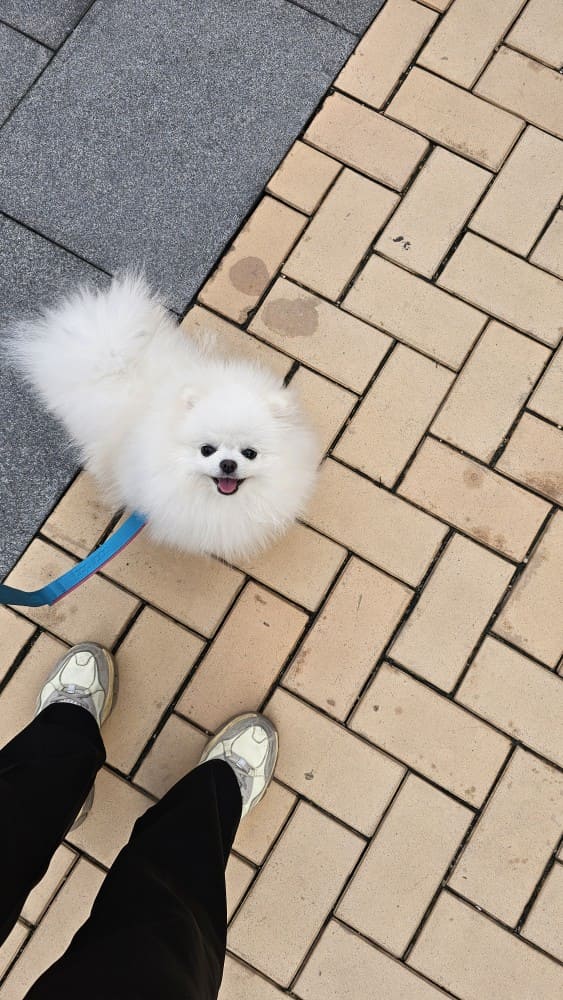 강아지-분리-불안