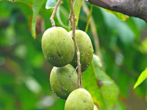 매실의 대표 효능