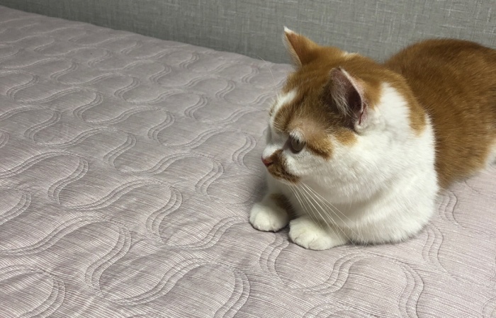 고양이오징어먹어도되나요