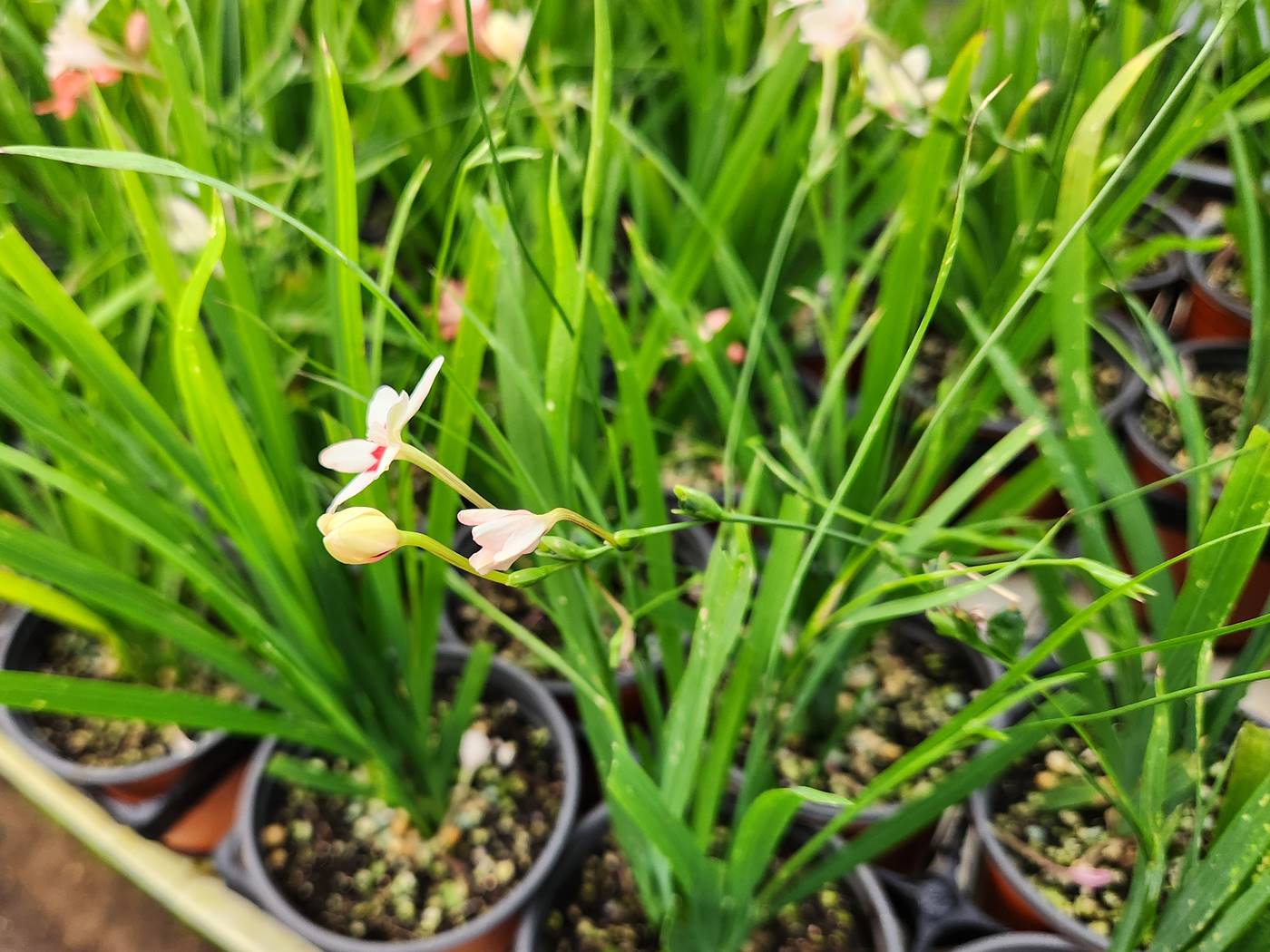 프리지어 락사 Freesia laxa