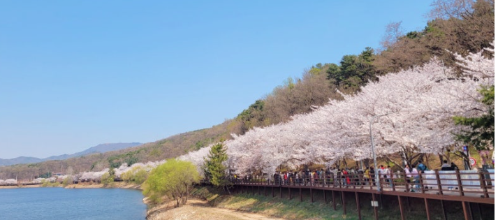 수원광교 벚꽃 사진