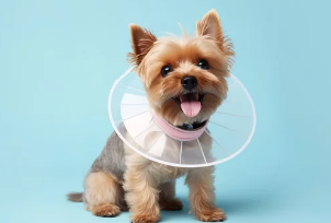 강아지 넥카라/출처:어도비스톡