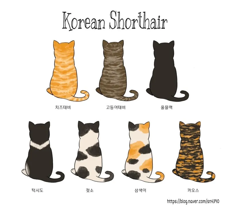 코리안숏헤어 코숏 고양이 종류 몸무게 고등어_1