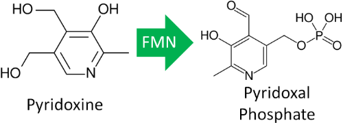 비타민B6 활성화 과정