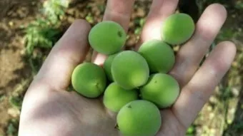 매실 수확 시기 매실장아찌 매실청 매실주 담그는 법_21