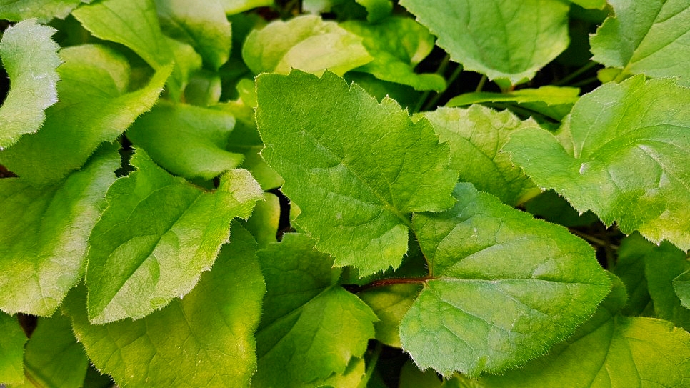 신선한 취나물입니다