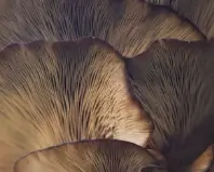 팽이버섯 효능
