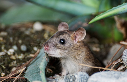 쥐꿈 상황별 해몽