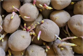 감자 싹나는 시기 파종 시기_14