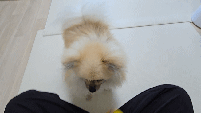 던진 공을 다시 가져오는 강아지