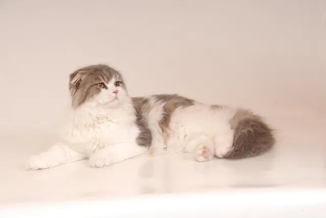 스코티시폴드 고양이 유전병_7