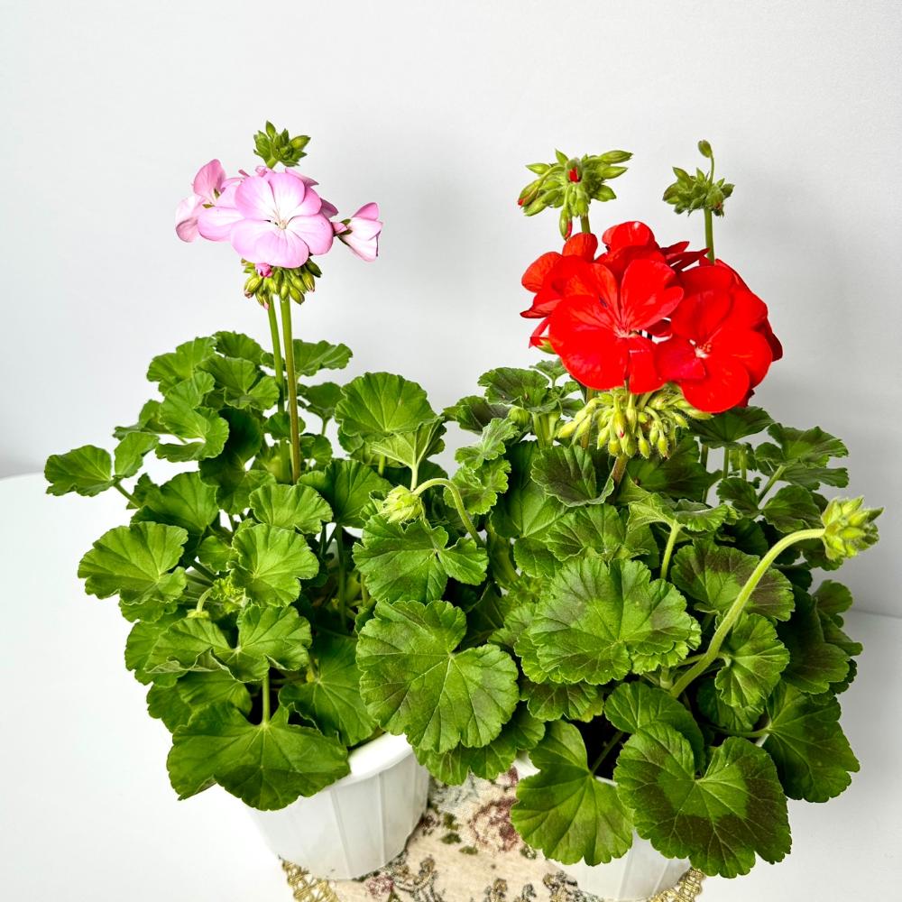 제라늄 키우는법&amp;#44; 종류&amp;#44; 삽목&amp;#44; 꽃말&amp;#44; 노란 잎 원인