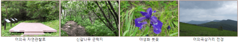 어의곡볼거리