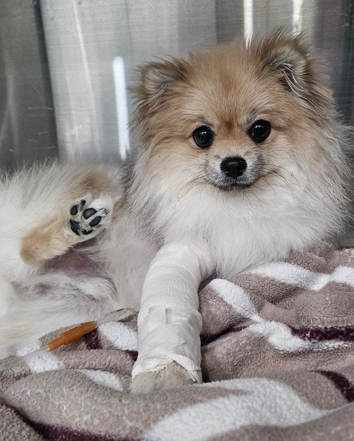 경기 김포 빌라 &amp;#39;2층에서 던져진 개&amp;#39; 사건 충격.. [반려견 강아지 동물 학대 위액트 구조 현재 상황]