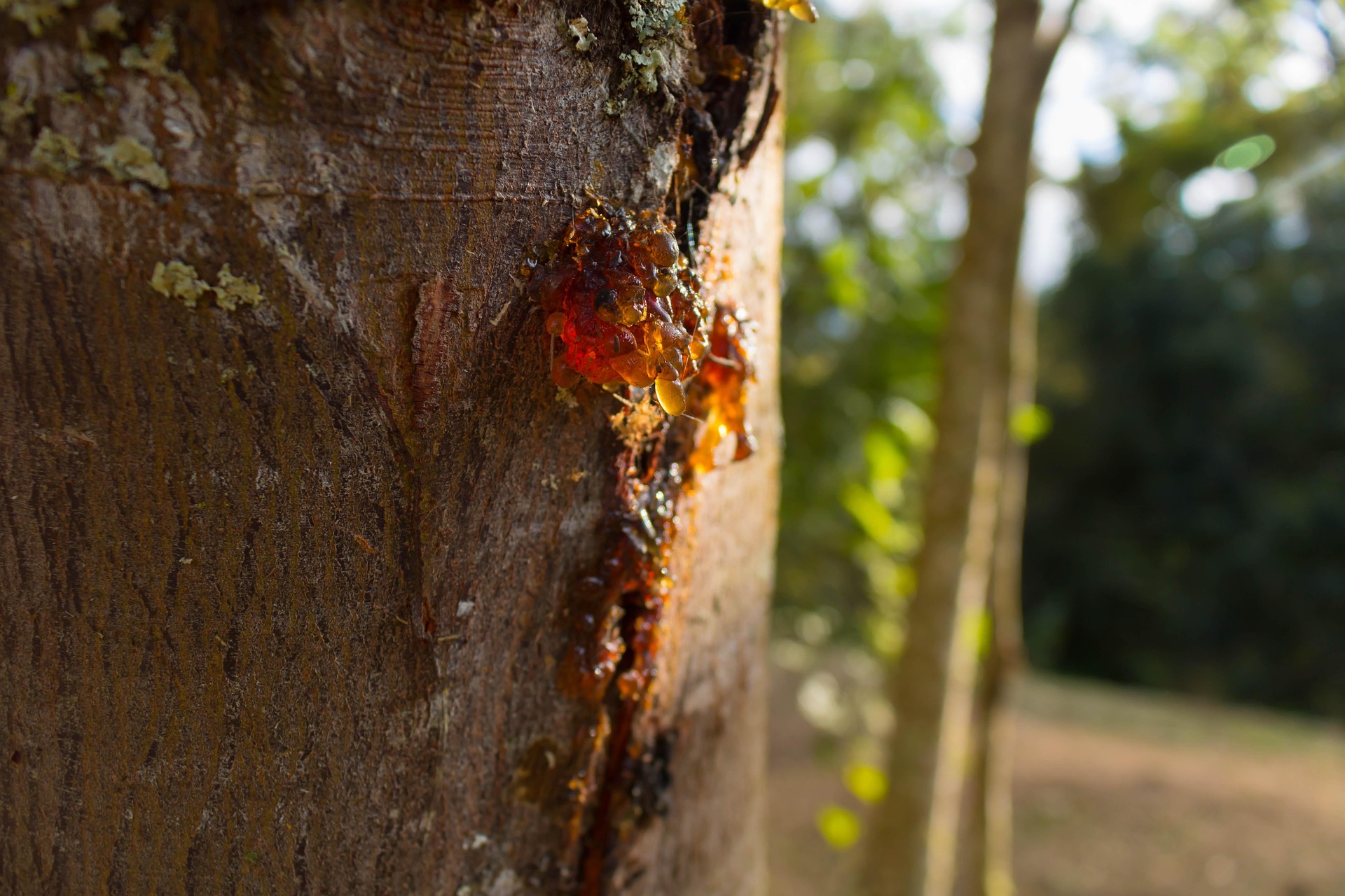 고로쇠물과 관련 된 사진