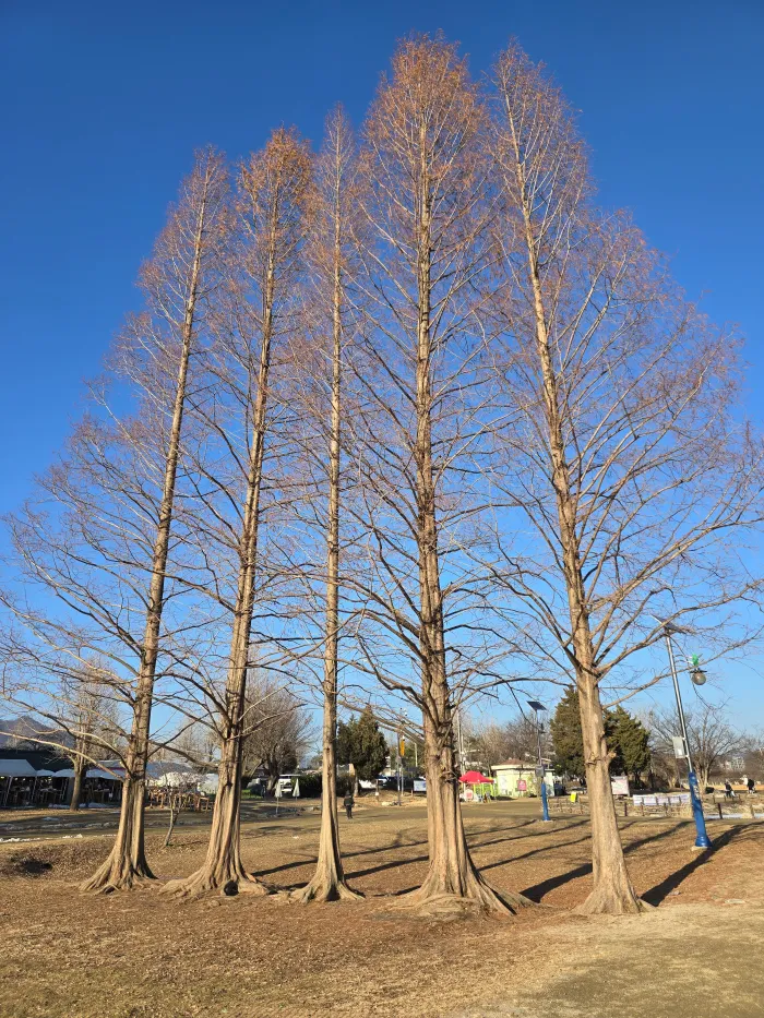 양수리-두물머리-메사테콰이어나무