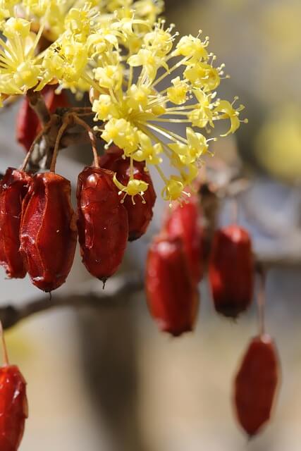 2025년 전국 봄꽃축제 일정 총정리(서울&amp;#44; 경기&amp;#44; 제주&amp;#44; 전라도&amp;#44; 경상도 벚꽃&amp;튤립)