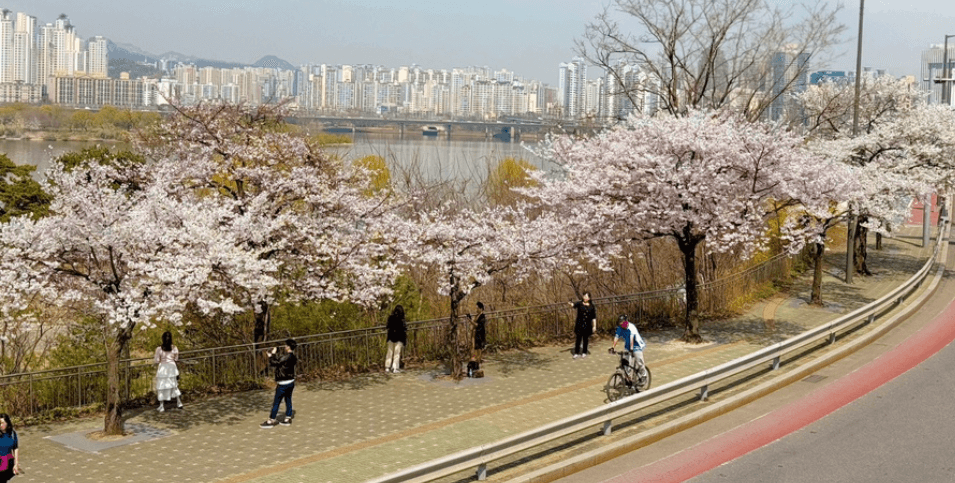 한강 벚꽃 마라톤