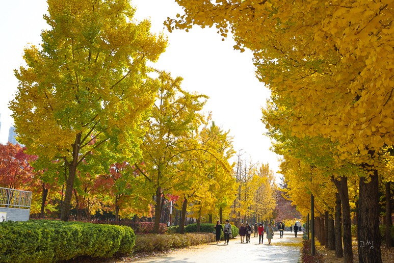 성동구 은행나무길, 살곶이길