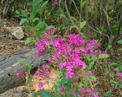 끈끈이대나물 꽃 이미지 사진