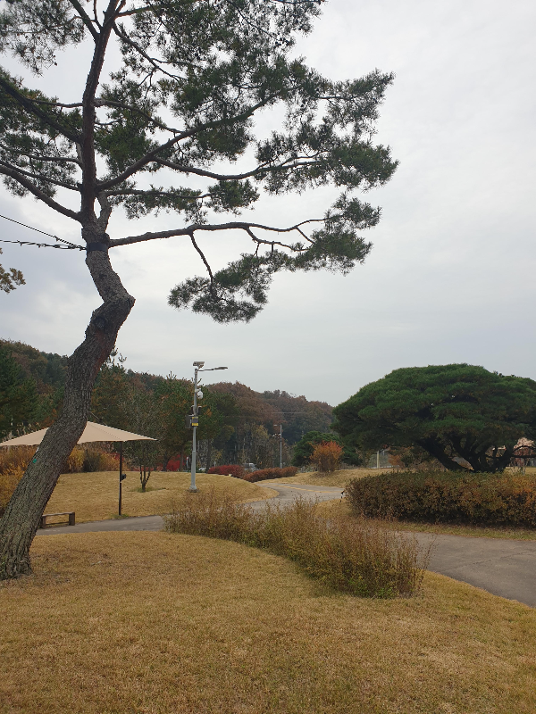 곳곳에 노랗게 물든 잔디가 보인다. 앞에는 큰 소나무가 있고 뒤쪽에 여러 색으로 변한 나무들이 작게 보인다.