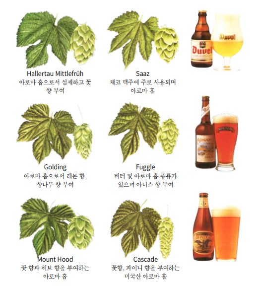 홉의 종류와 맥주