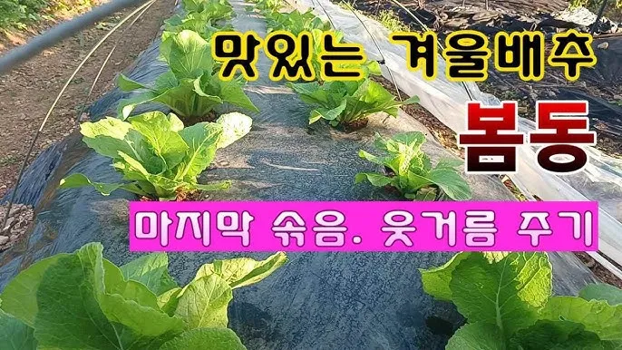 봄동 재배 파종시기 노지 월동 보온 피복 웃거름 타이밍_1