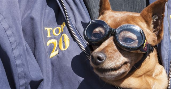 반려견 눈 건강