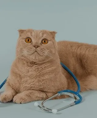 고양이 근육 경련 증상 원인 치료_3