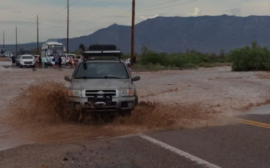 흙탕물에서 나오는 차