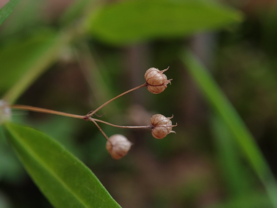 Moriaceae