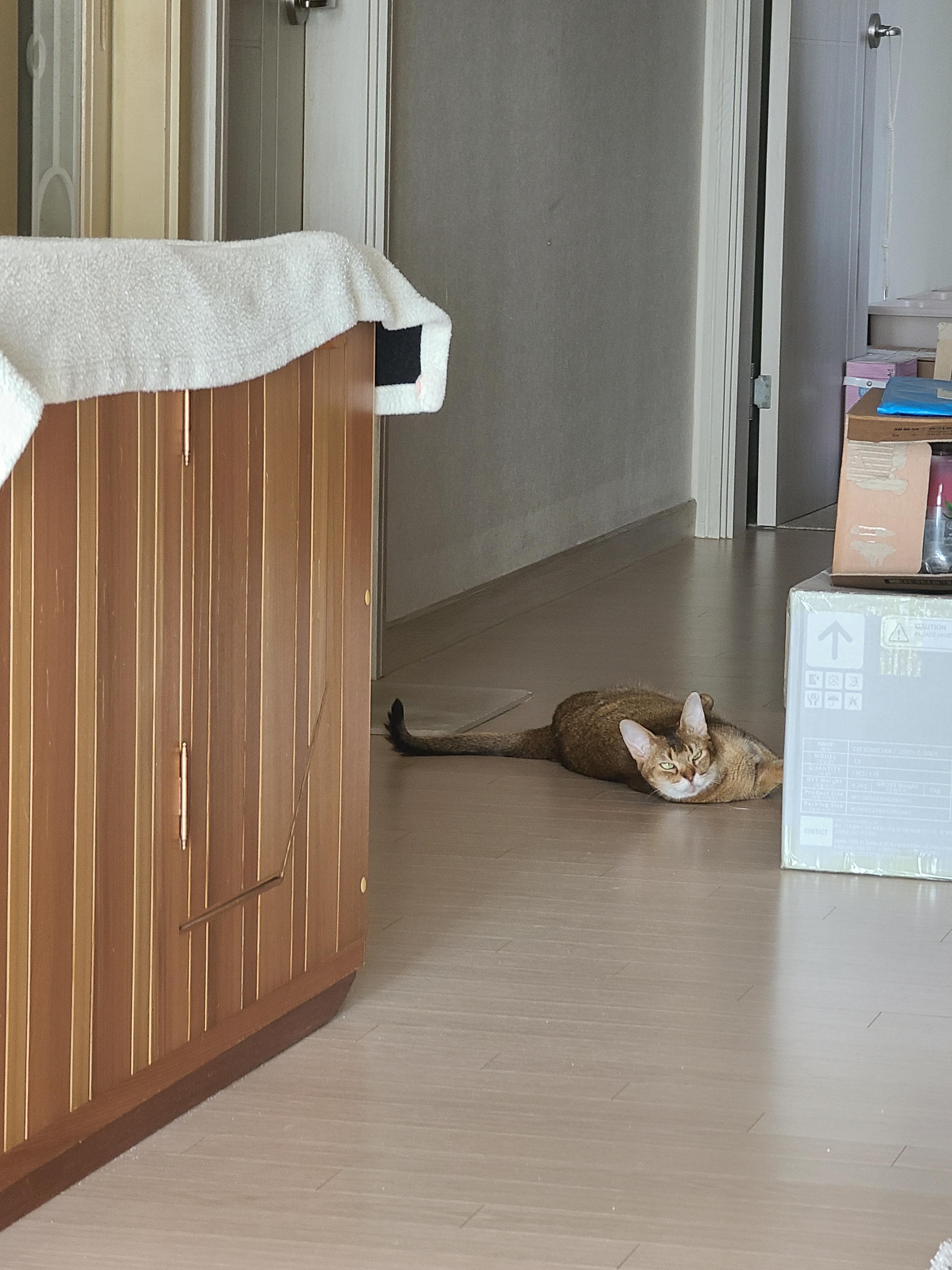 숨은고양이 찾기