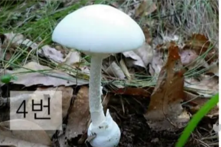 독우산광대버섯