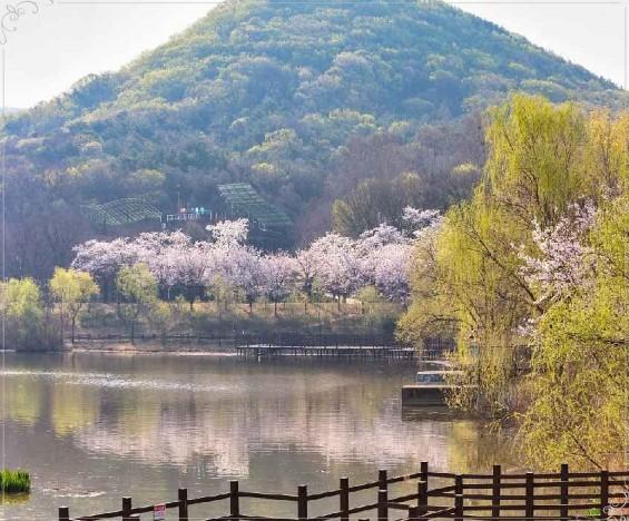 🌸 2026 인천대공원 벚꽃 축제: 수도권 최대 벚꽃 터널로의 초대