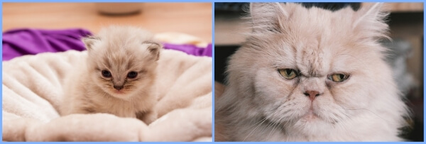 페르시안 고양이