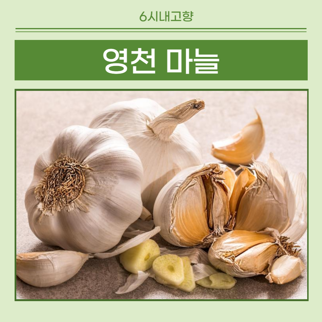6시내고향 영천 마늘 썸네일
