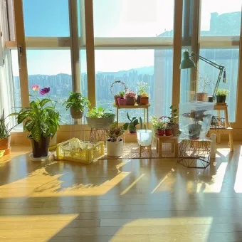 창가 식물 관리 직사광 차광요령 물주기 시간대 잎타는 현상 예방_10