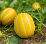 참외 효능 부작용