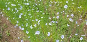 아마 재배 파종 시기 잡초 관리 섬유용 수확_12