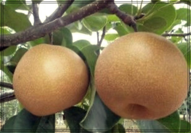 천식 완치를 위한 영양 관리 팁